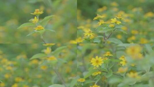 广州城市街边的绿色植物小黄花高清在线视频素材下载