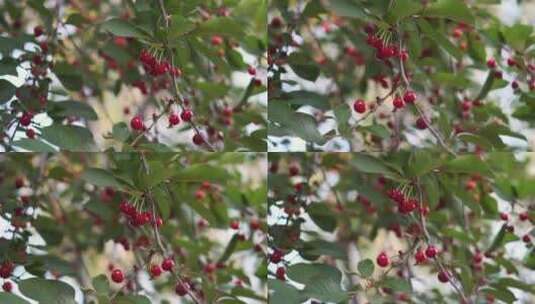 枝头成熟的樱桃高清在线视频素材下载