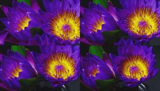 蓝色睡莲花蕊花瓣唯美绽放精彩时刻延时摄影高清在线视频素材下载