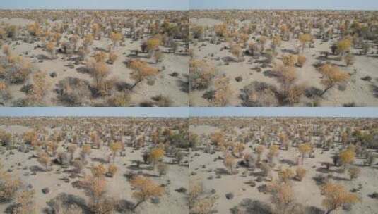 【原创可商用】新疆塔克拉玛干沙漠胡杨林高清在线视频素材下载