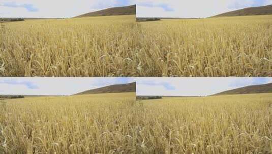 秋天成熟的麦田，丰收的景象高清在线视频素材下载