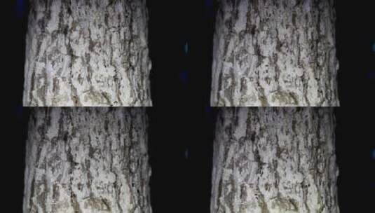 夜晚蚂蚁在树干上爬行飞蚁高清在线视频素材下载