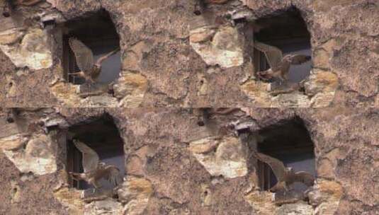 猎鹰在洞口扇动翅膀高清在线视频素材下载