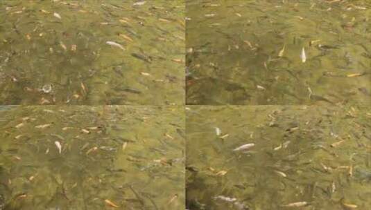 在大池塘里觅食的鱼高清在线视频素材下载