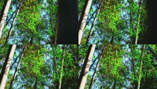 翠绿的竹林高清在线视频素材下载