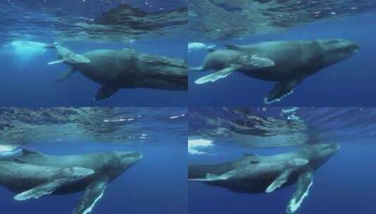 有腿的座头鲸高清在线视频素材下载