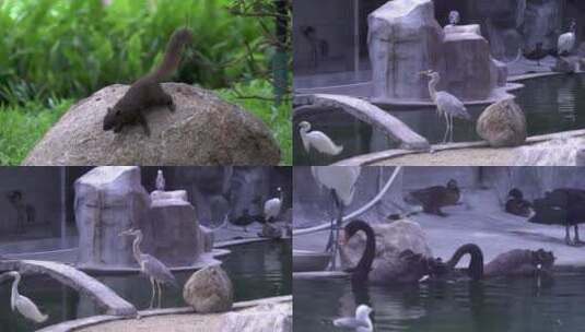 4K 动物 松鼠 白鹤 鸟 动物园高清在线视频素材下载