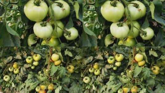 西红柿种植高清在线视频素材下载