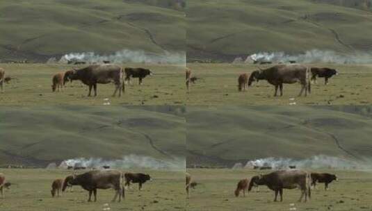 中国新疆牧场里的牛群高清在线视频素材下载