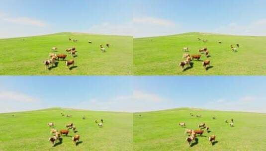 草原上吃草的牛群高清在线视频素材下载