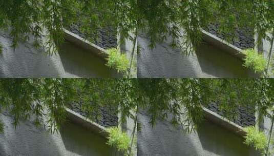 庭院竹叶树枝高清在线视频素材下载