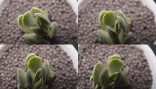 朝霞锦多肉植物盆栽绿植高清在线视频素材下载