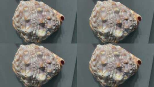 唯美海螺贝壳高清在线视频素材下载