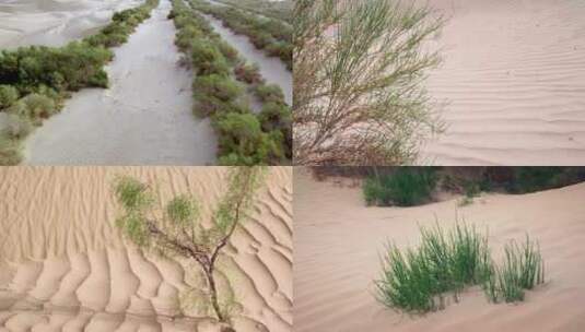 沙漠防沙护沙植物高清在线视频素材下载