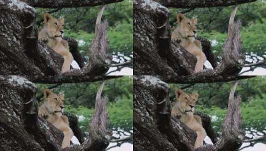 树上的母狮高清在线视频素材下载