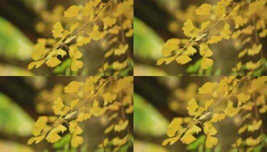 金黄的银杏叶高清在线视频素材下载