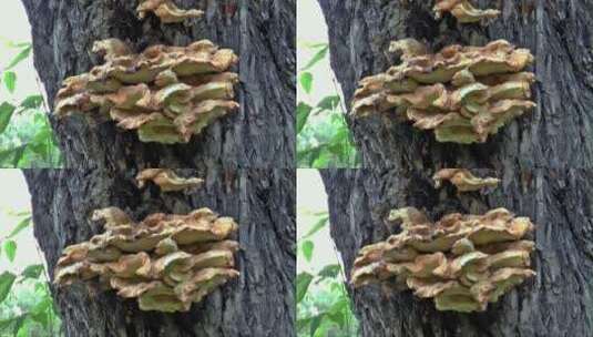 树干上的蘑菇高清在线视频素材下载