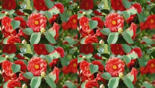 随风摇曳的红色花朵 (5)高清在线视频素材下载