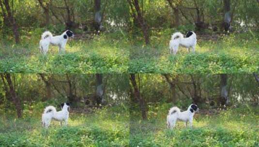 清晨流浪狗在草地上行走高清在线视频素材下载