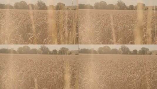 金黄色麦田  成熟大丰收的麦田  麦子  空镜高清在线视频素材下载