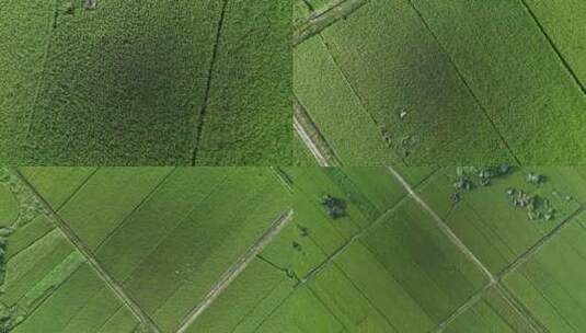 俯拍绿油油的水稻农田高清在线视频素材下载