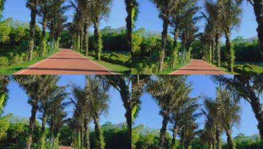 热带植物园林间小路两排树高清在线视频素材下载