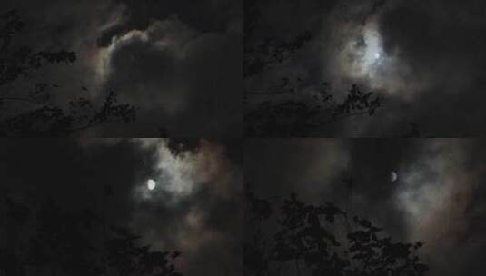 月亮树林剪影高清在线视频素材下载