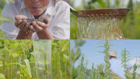 芝麻种植基地高清在线视频素材下载