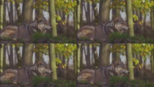 丛林中的狼高清在线视频素材下载