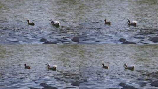 湖中的鸭子高清在线视频素材下载