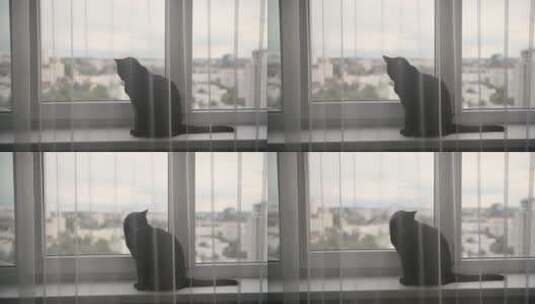 蹲在窗台上的小猫高清在线视频素材下载