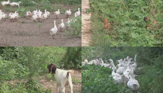 鸡 鸭 羊 鹅 生态农场高清在线视频素材下载