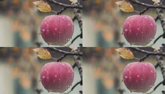 树梢上雨水露水滋润下红色的苹果镜头特写高清在线视频素材下载
