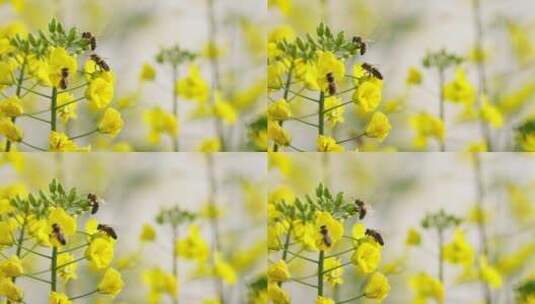 春天田野里油菜花上采蜜蜜蜂特写镜头高清在线视频素材下载