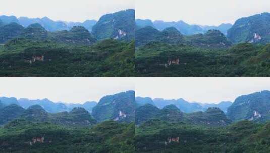 乡村早晨晨雾山间环绕高清在线视频素材下载