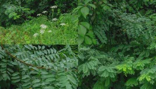 植物树叶雨后风中摇摆高清在线视频素材下载