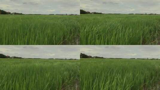 麦田中在风中摇动的麦子 大麦小麦水稻 稻田高清在线视频素材下载