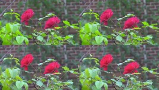 美丽的玫瑰花丛高清在线视频素材下载