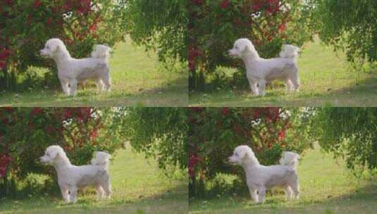 庭院里的可爱小狗高清在线视频素材下载