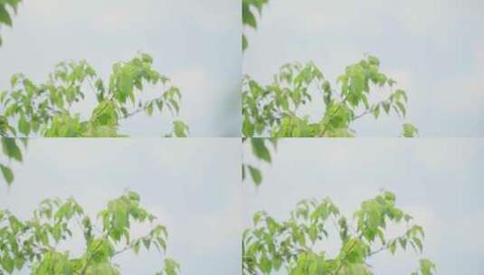 【4k】青梅果树果实树叶蓝天乡村振兴收获高清在线视频素材下载
