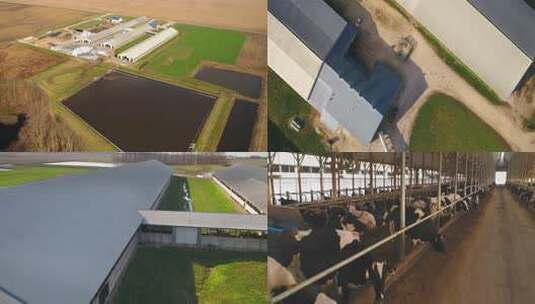 航拍现代化奶牛牧场高清在线视频素材下载