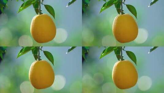 脐橙赣南脐橙脐橙特写高清在线视频素材下载