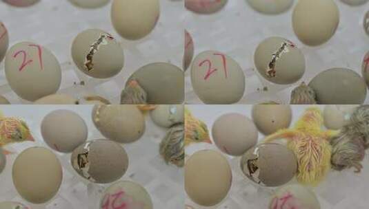 鸡蛋破壳而出的视频高清在线视频素材下载
