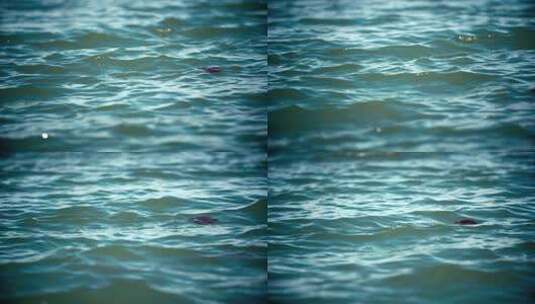一片浮萍在水面上特写高清在线视频素材下载