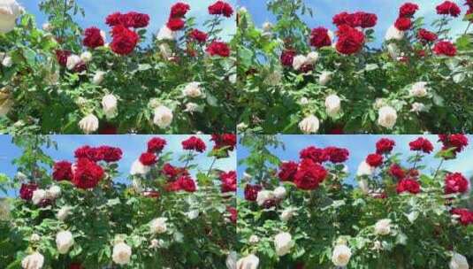 花园里的红白玫瑰高清在线视频素材下载
