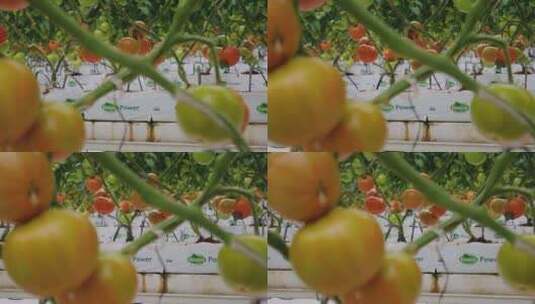 大棚西红柿种植高清在线视频素材下载