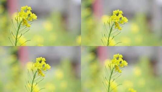 油菜花特写镜头高清在线视频素材下载