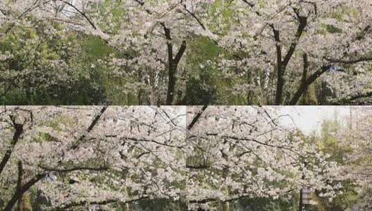 春天樱花花瓣飘落高清在线视频素材下载