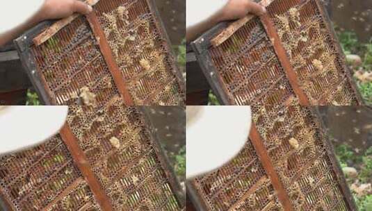 4K农民伯伯铁铲铲下带巢蜂蜜实拍高清在线视频素材下载