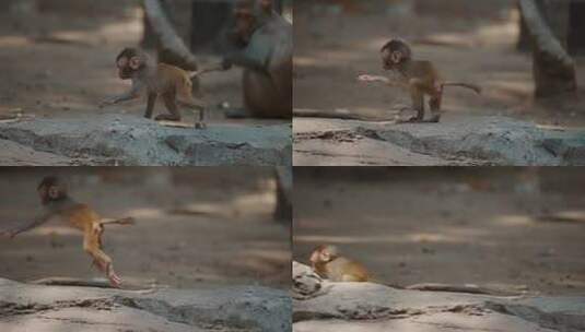 印度恒河边的猴子高清在线视频素材下载